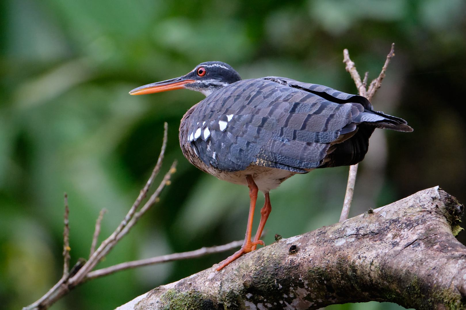 Sonnenralle (Costa Rica)