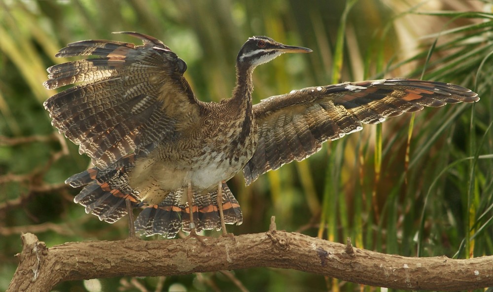 Sonnenralle (Eurypyga helias)