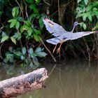 Sonnenralle im Flug (Costa Rica)