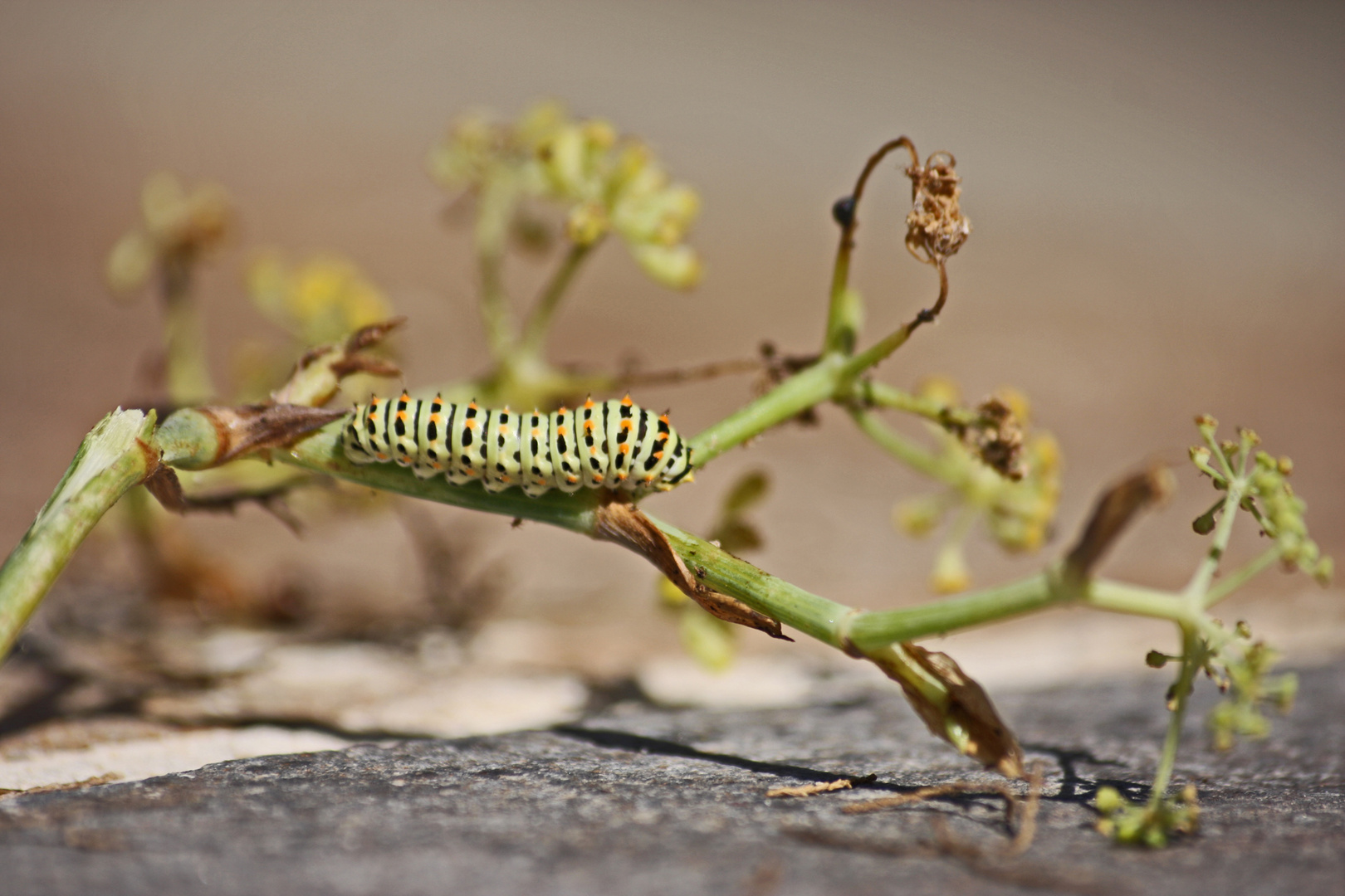 Sonnenraupe