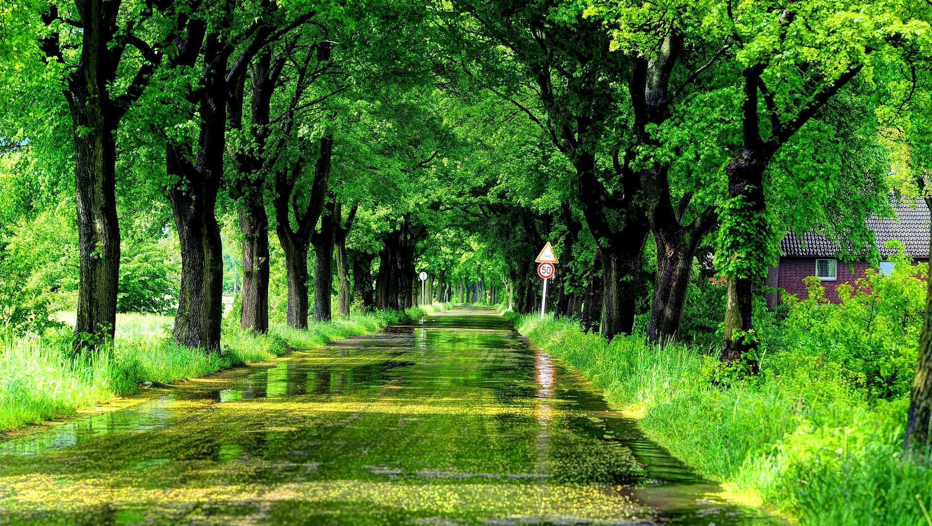 (Sonnen)RegenAllee Foto & Bild landschaft, alleen,