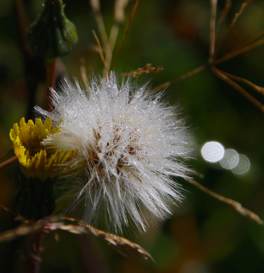 Sonne.n.Regen ... BC ´15 / 9463.b.zs