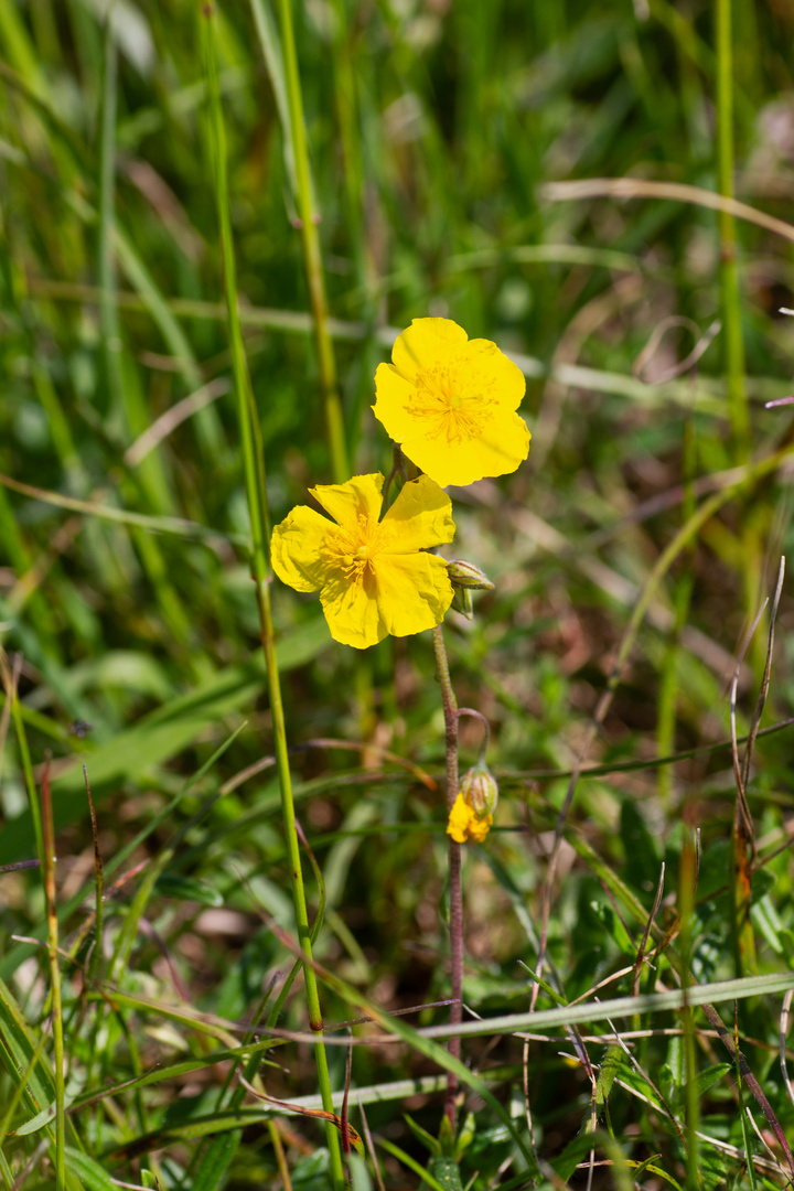 Sonnenröschen