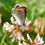 Sonnenröschen - Bläuling  als Blühpflanzenbesucher m Juni