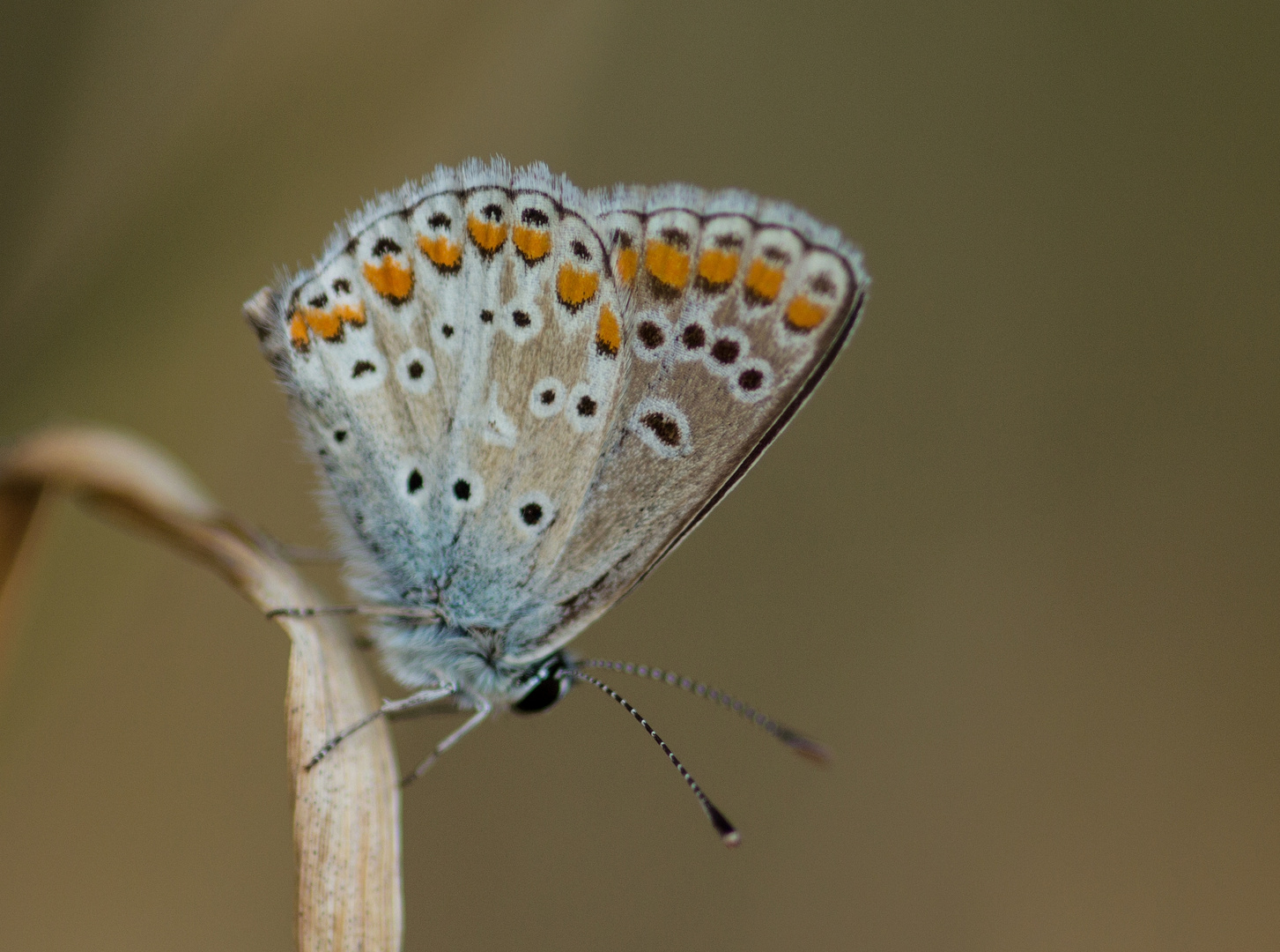  Sonnenröschen- Bläuling (Aricia agestis)