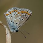  Sonnenröschen- Bläuling (Aricia agestis)