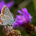 Sonnenröschen-Bläuling (Aricia agestis)