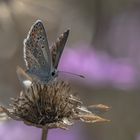  Sonnenröschen-Bläuling, Aricia agestis.