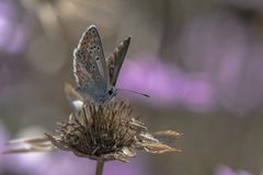  Sonnenröschen-Bläuling, Aricia agestis.