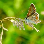 Sonnenröschen-Bläuling (Aricia agestis)