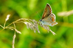 Sonnenröschen-Bläuling (Aricia agestis)