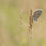 Sonnenröschen-Bläuling (Aricia agestis, Aricia artaxerxes)