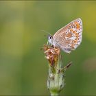 sonnenröschen-bläuling (Aricia agestis)