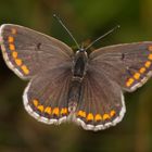 Sonnenröschen-Bläuling (Aricia agestis/artaxerxes)