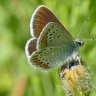 Sonnenröschen-Bläuling (Aricia agestis/artaxerxes)