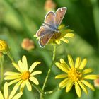  Sonnenröschen-Bläuling auf Jakobs-Kreuzkraut