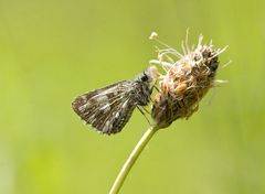 Sonnenröschen-Dickkopffalter - Pyrgus alveus ?