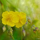 Sonnenröschen (Helianthemum cultorum) 