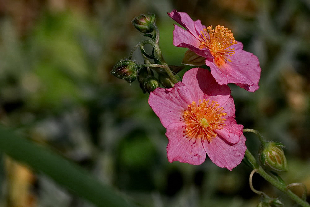 Sonnenröschen [im Garten]