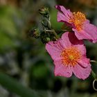 Sonnenröschen [im Garten]