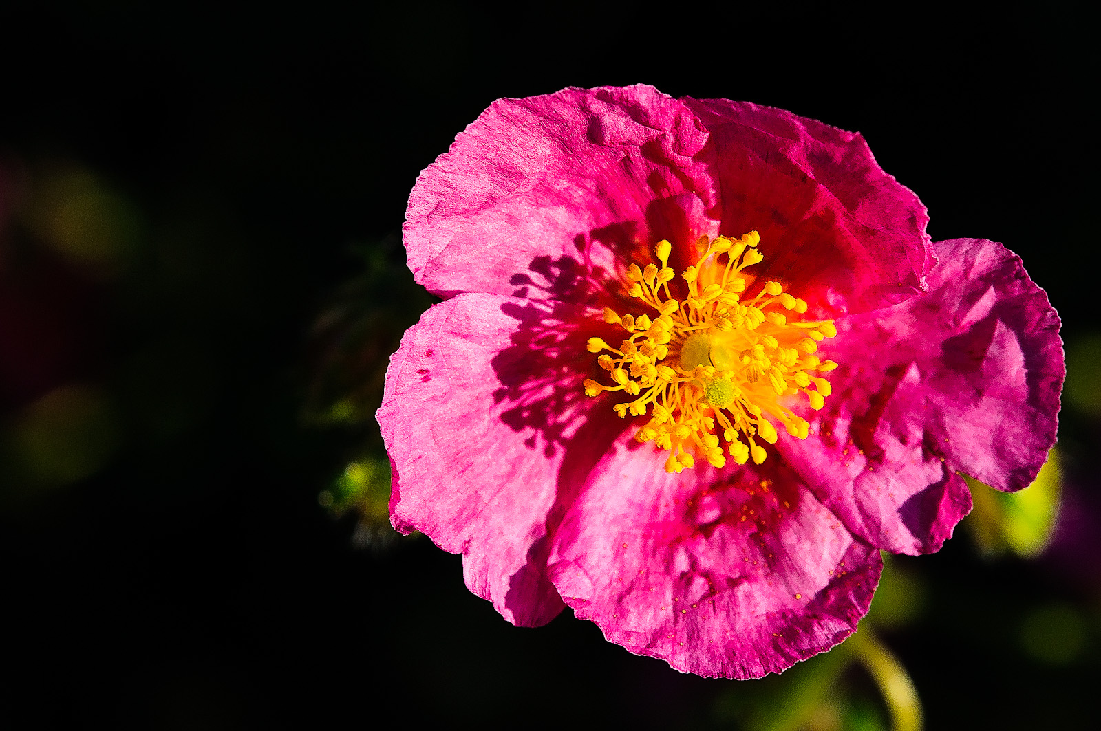 Sonnenröschen in unserem Garten