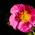 Sonnenröschen in unserem Garten