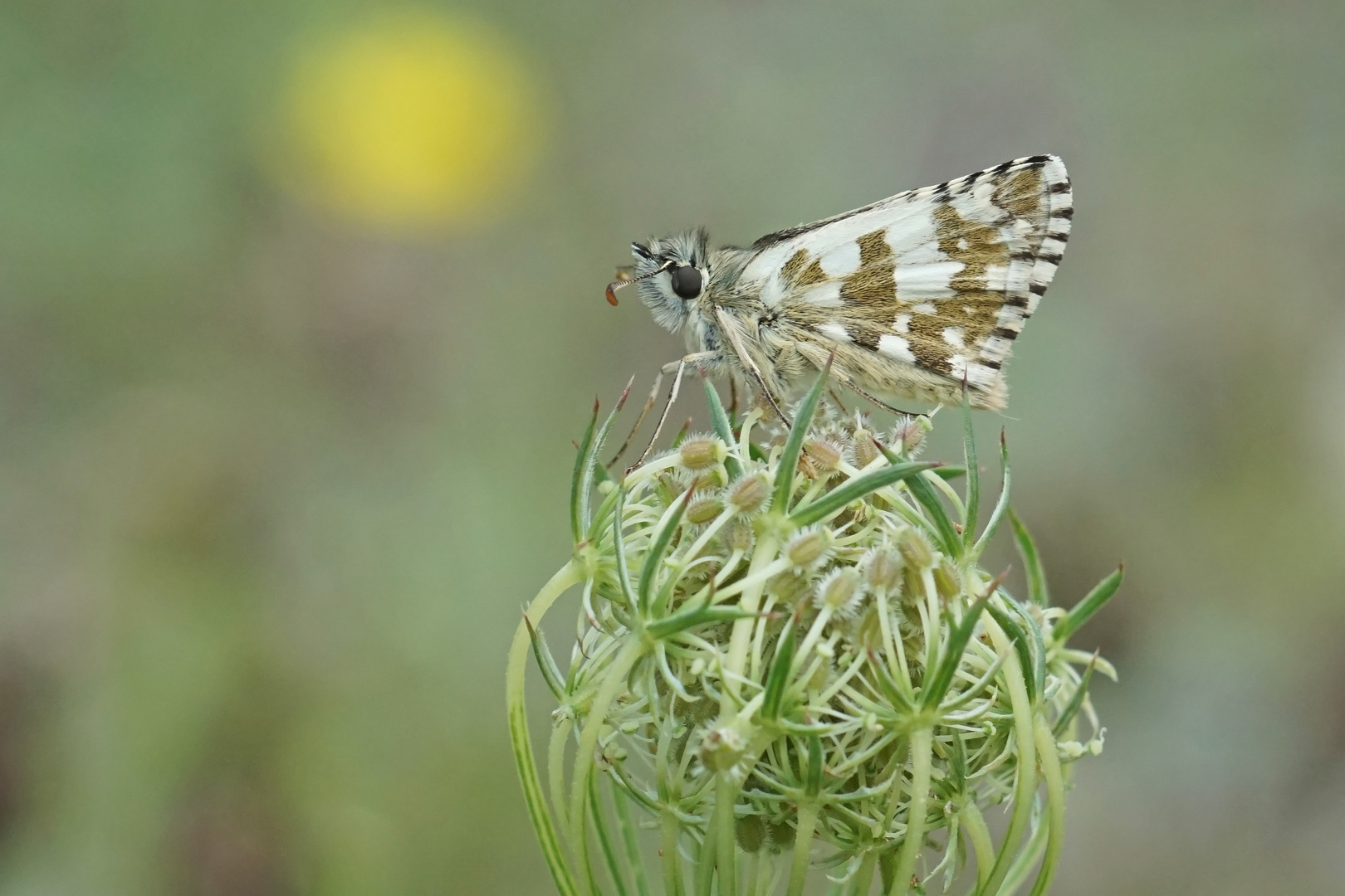 Sonnenröschen-Würfel-Dickkopffalter (Pyrgus alveus)