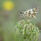 Sonnenröschen-Würfel-Dickkopffalter (Pyrgus alveus)