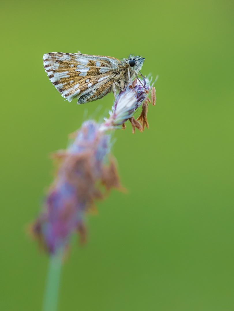 Sonnenröschen-Würfel-Dickkopffalter ( Pyrgus alveus )