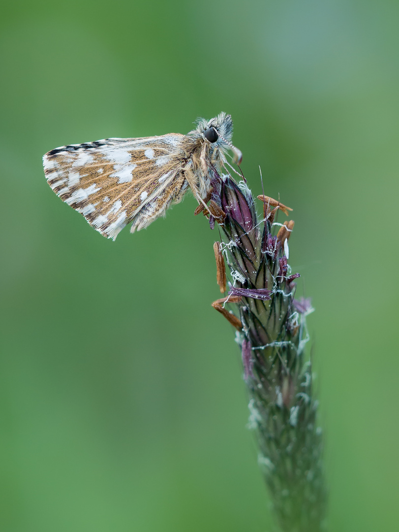 Sonnenröschen-Würfel-Dickkopffalter (Pyrgus alveus)