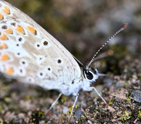 Sonnenröschenbläuling