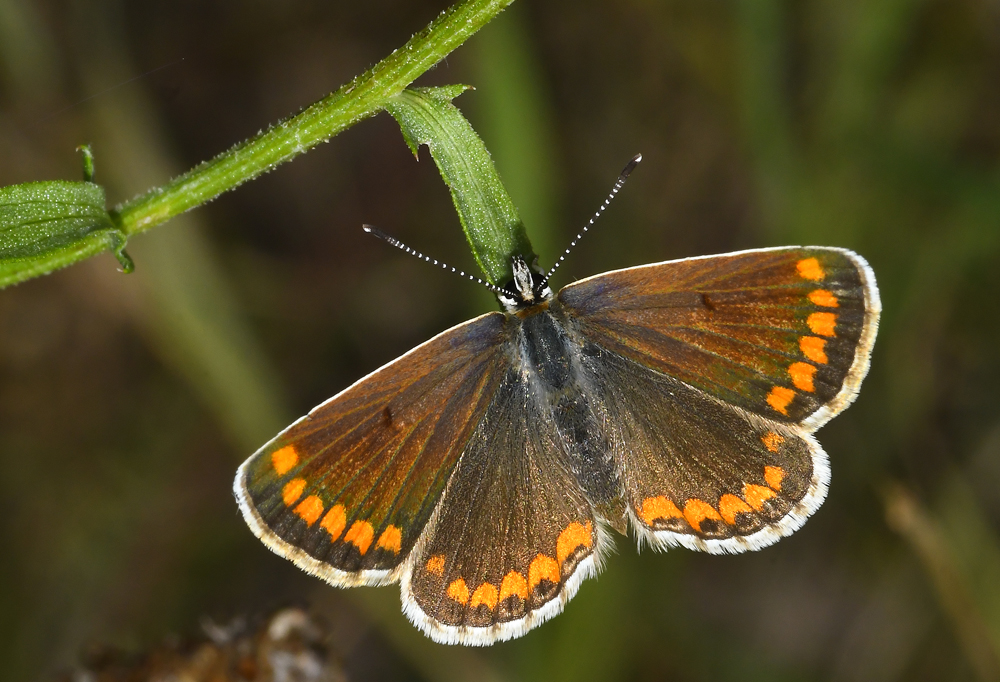 Sonnenröschenbläuling (Aricia agestis)