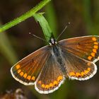 Sonnenröschenbläuling (Aricia agestis)