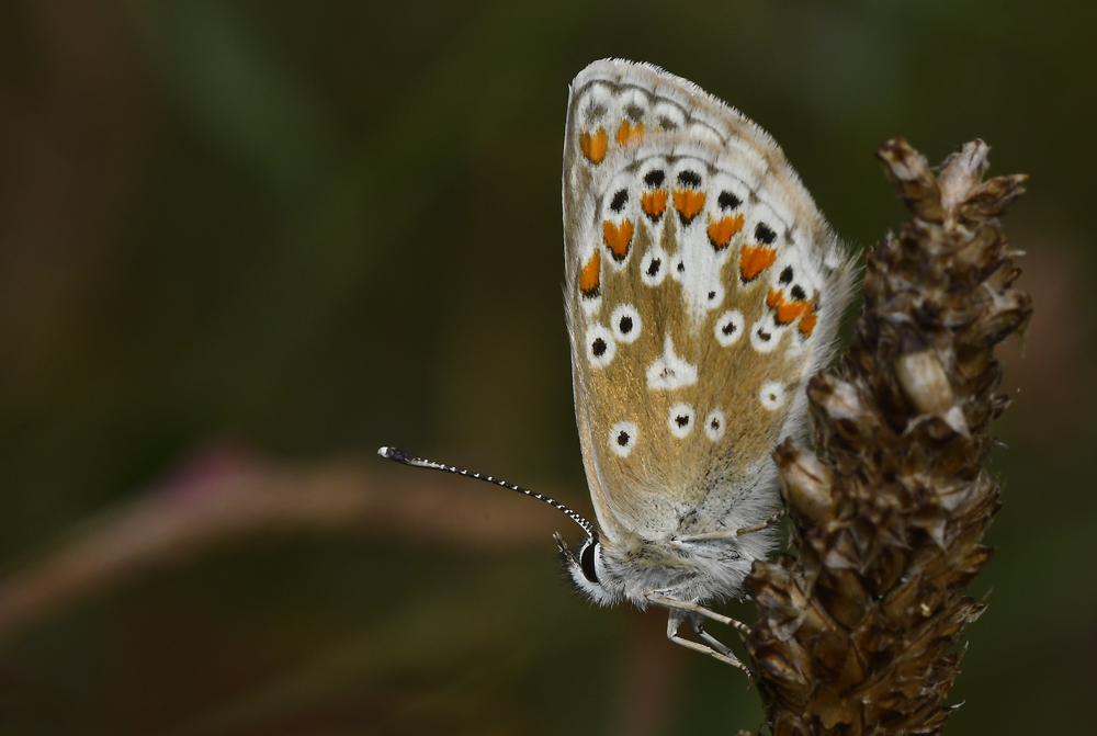  Sonnenröschenbläuling (Aricia agestis)