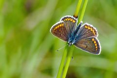 Sonnenröschenbläuling (Aricia agestis)