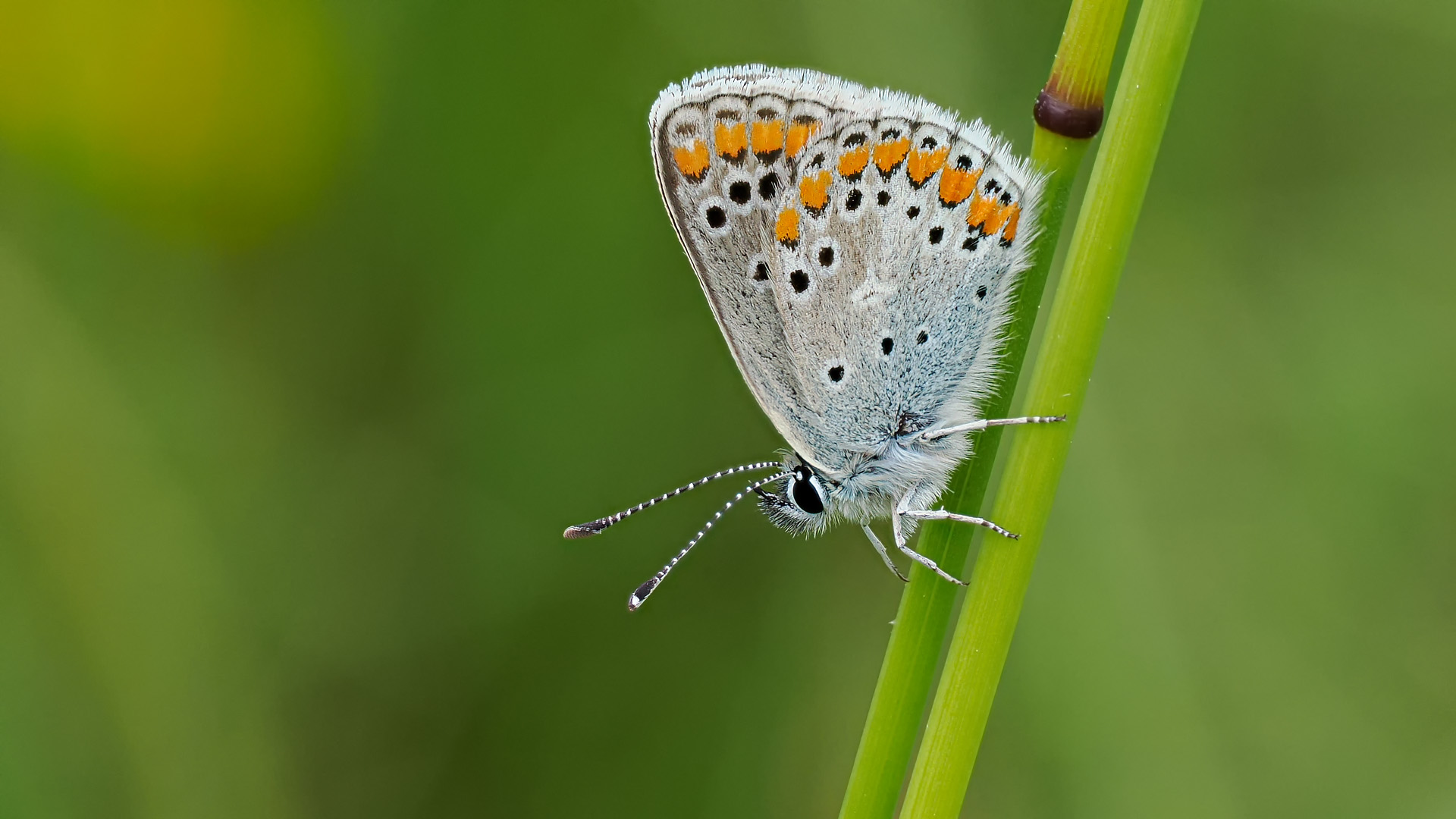 Sonnenröschenbläuling (Aricia agestis)