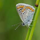 Sonnenröschenbläuling (Aricia agestis)