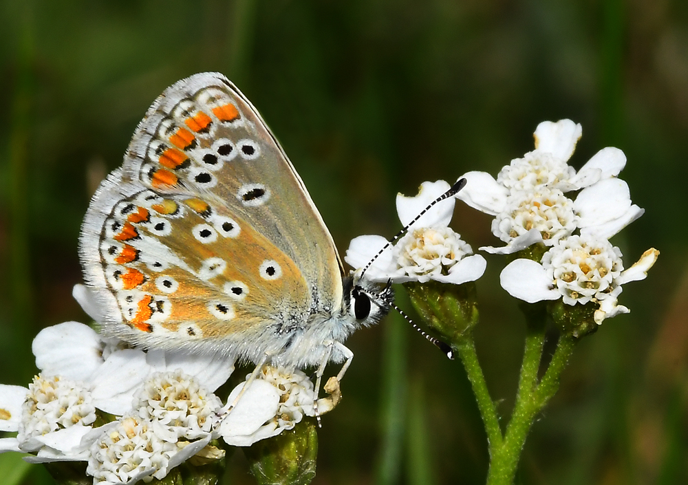 Sonnenröschenbläuling (Aricia agestis)