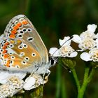 Sonnenröschenbläuling (Aricia agestis)