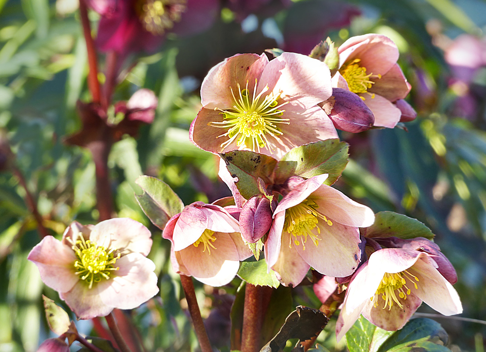 Sonnenrosen