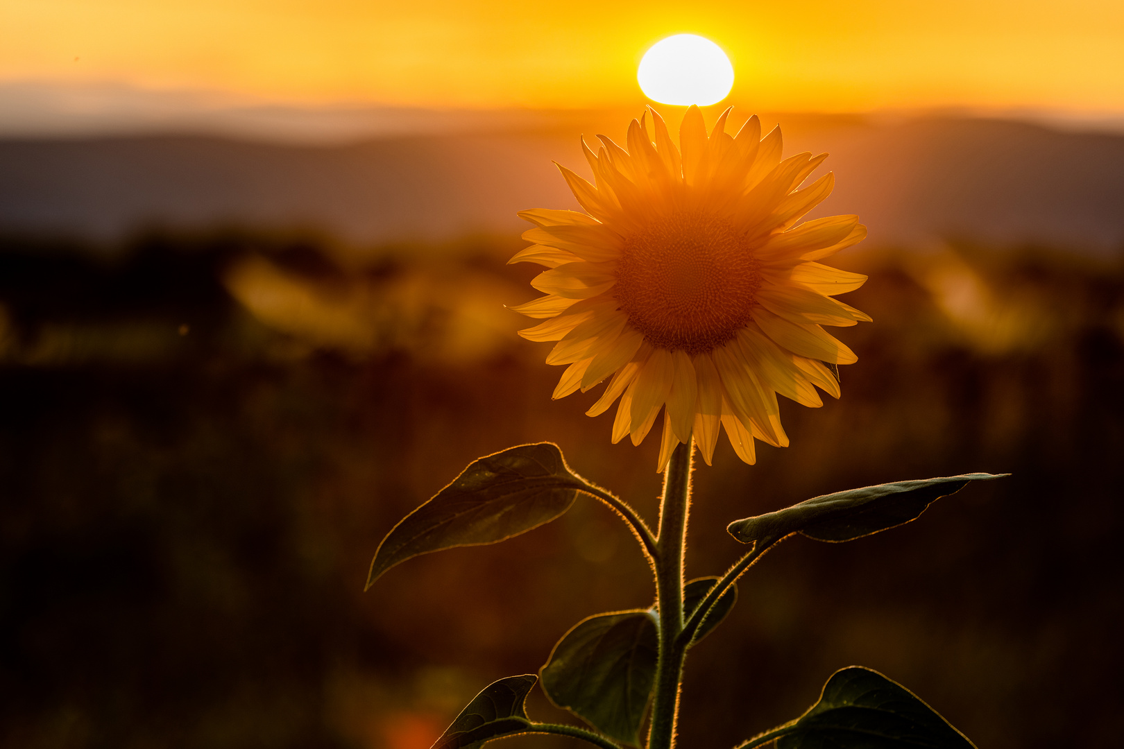 Sonnenschein - Rezepte Suchen