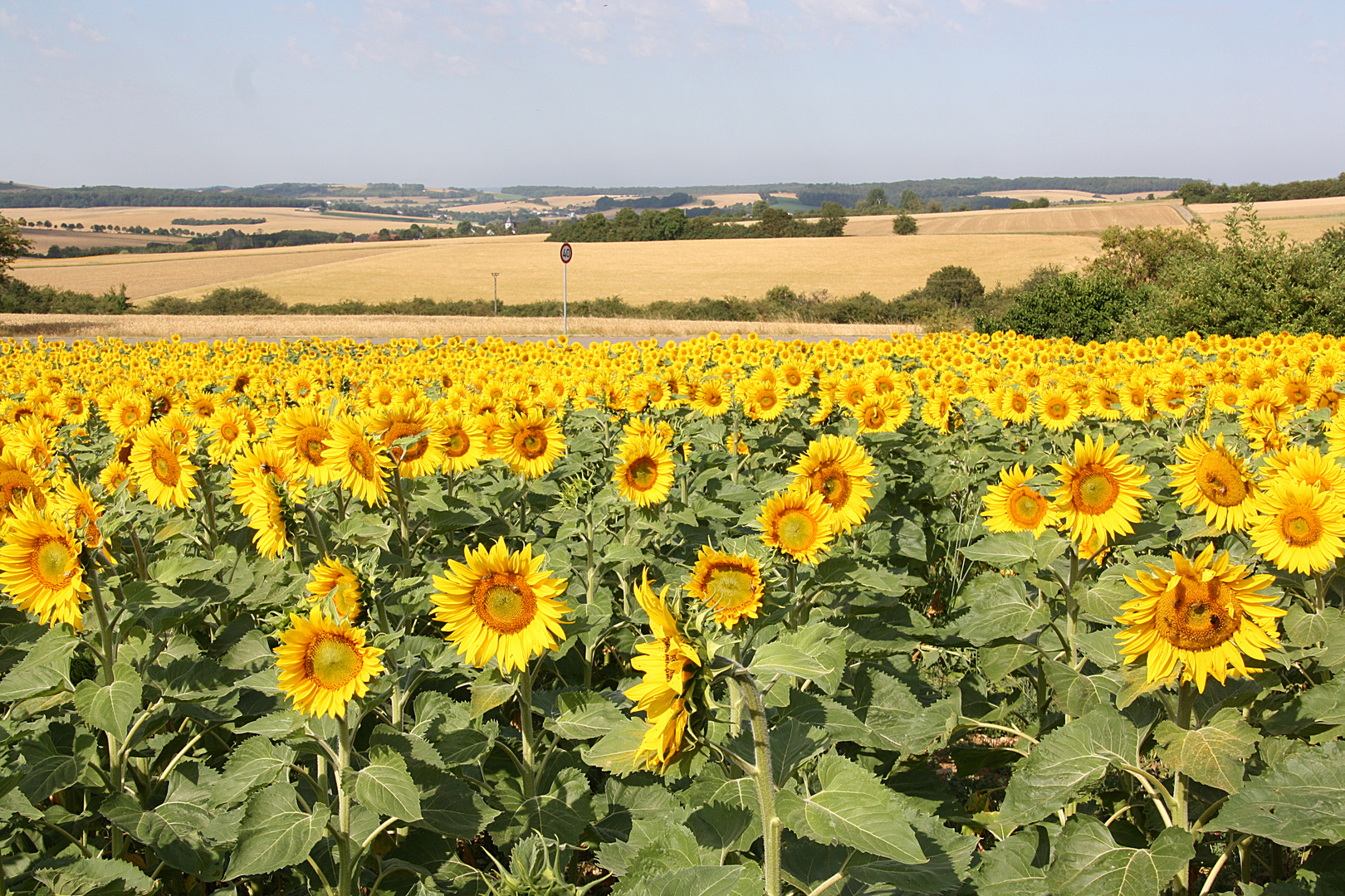 Sonnenschein 