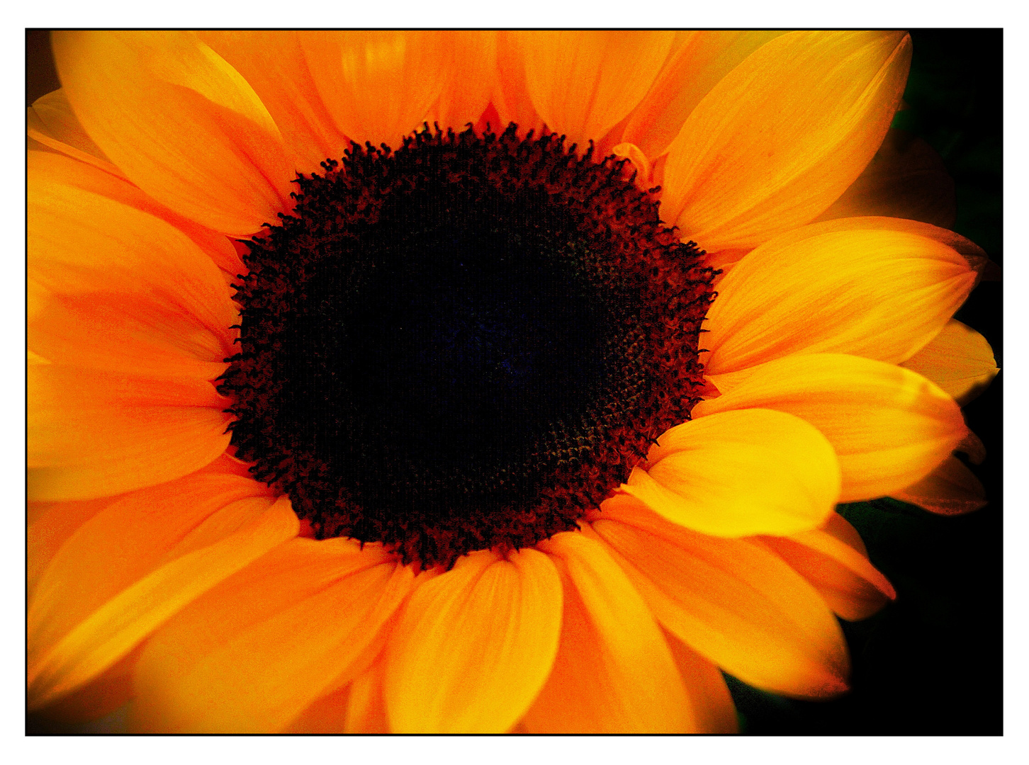 Sonnenschein Foto & Bild naturmakros, jahreszeiten, sommer Bilder