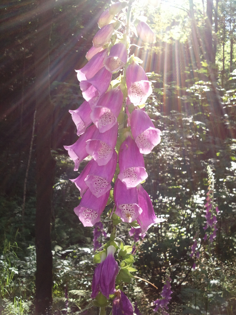 Sonnenschein am Nachmittag