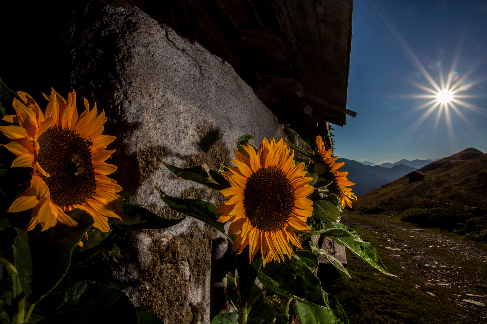 Sonnenschein auf der Alm