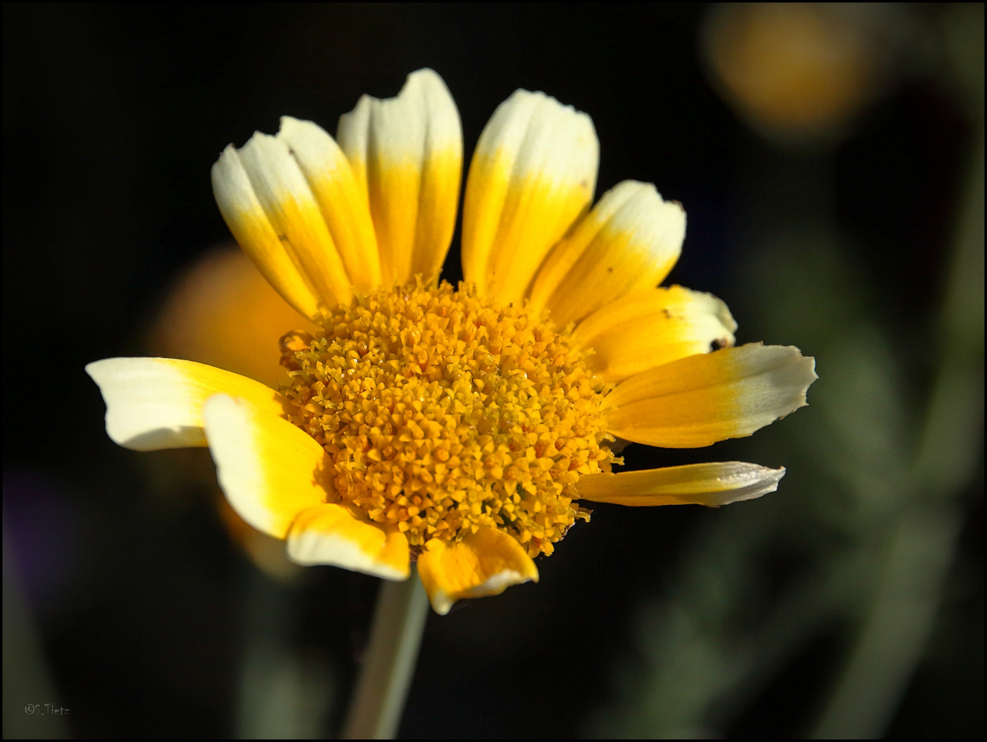 Sonnenschein Blüm'le zum Wochenstart 