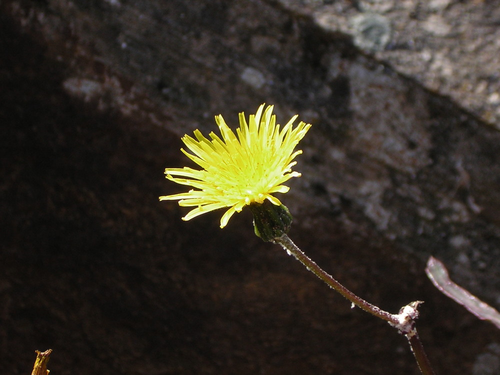 Sonnenschein