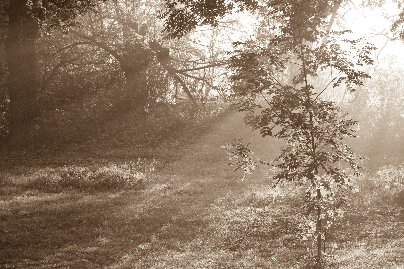 Sonnenschein durch Nebel im Wald