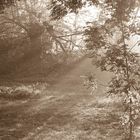 Sonnenschein durch Nebel im Wald