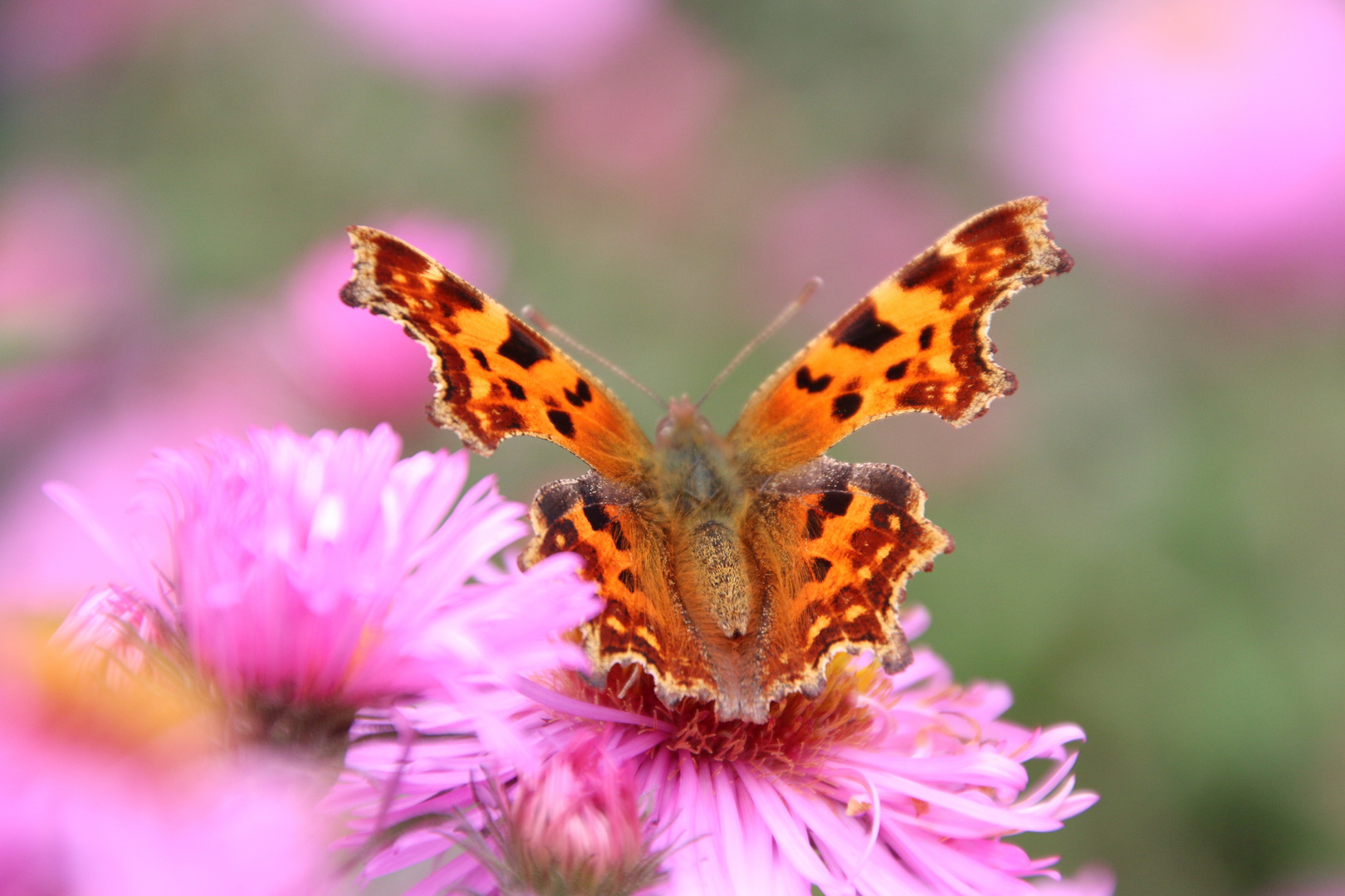 "... Sonnenschein, Freiheit und eine kleine Blume ..." ...´14